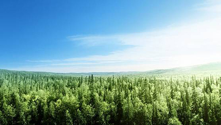 EU ra mắt ứng dụng MapMyTree để giám sát mục tiêu trồng 3 tỷ cây xanh 