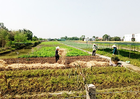  Long An ban hành quyết định quy định xã nông thôn mới kiểu mẫu tỉnh Long An, giai đoạn 2021 -2025