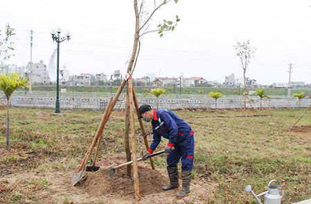 Tăng cường công tác quản lý nhà nước, đảm bảo an toàn trong phát triển cây xanh đô thị