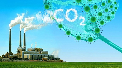 Quy định mới về thị trường carbon từ ngày 1/8/2025